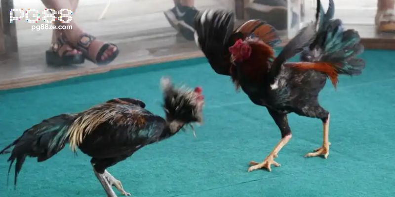 Bí kíp chơi đá gà PG88 giúp tăng tỷ lệ thắng cho người mới