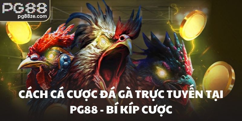 Cách cá cược đá gà trực tuyến tại PG88 - Bí kíp cược