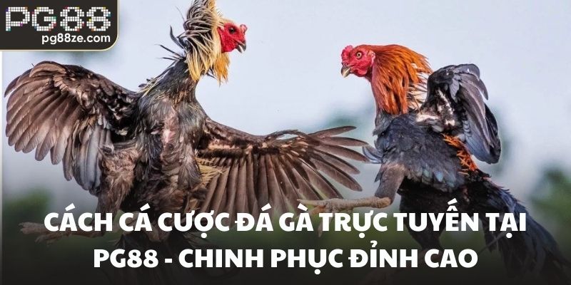 Cách cá cược đá gà trực tuyến tại PG88 - Chinh phục đỉnh cao