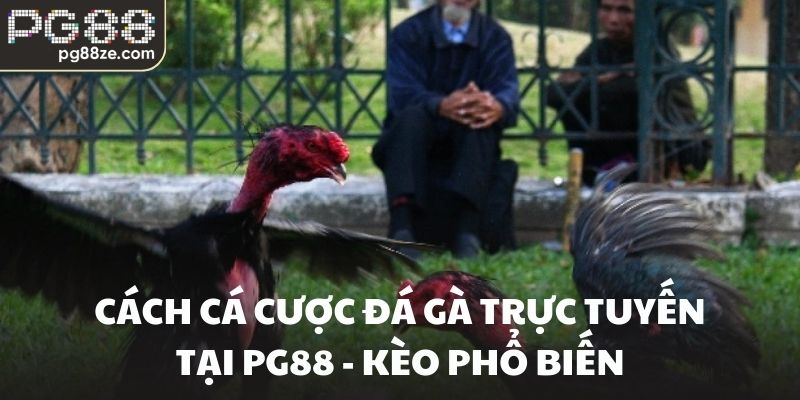 Cách cá cược đá gà trực tuyến tại PG88 - Kèo phổ biến