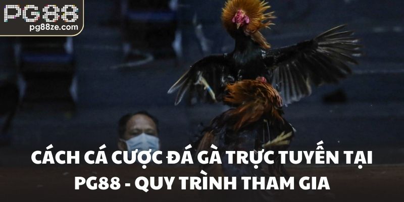 Cách cá cược đá gà trực tuyến tại PG88 - Quy trình tham gia