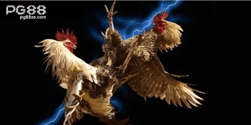 Đá gà PG88 là gì